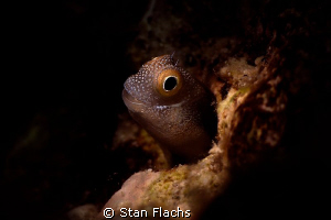 Blenny under micro-snoot II by Stan Flachs 